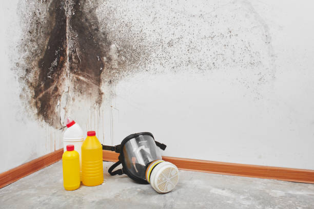Best Certified Mold Removal  in Stilwell, OK