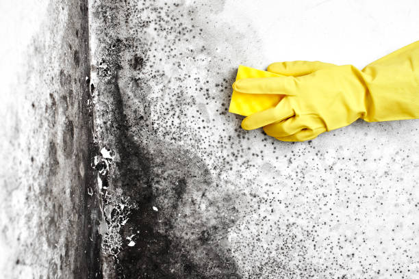 Best Office Mold Removal Services  in Stilwell, OK