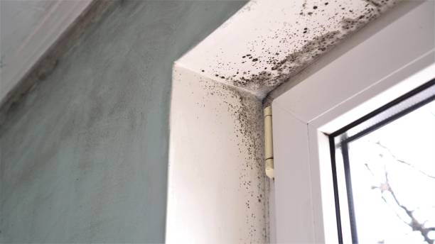 Best Residential Mold Removal  in Stilwell, OK