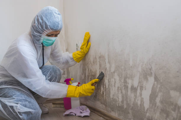 Attic Mold Removal in Stilwell, OK