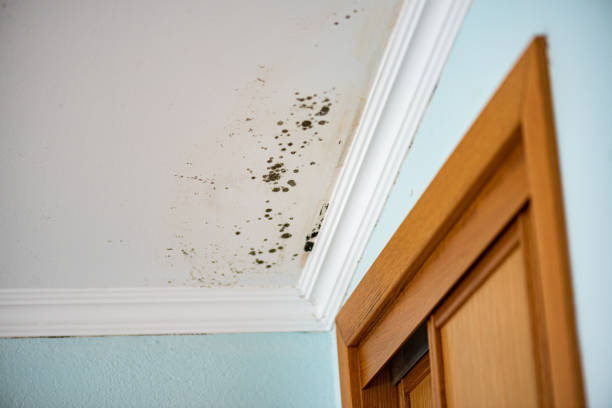 Best Mold Remediation  in Stilwell, OK