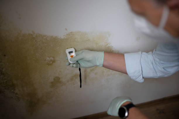 Best Local Mold Removal Service  in Stilwell, OK