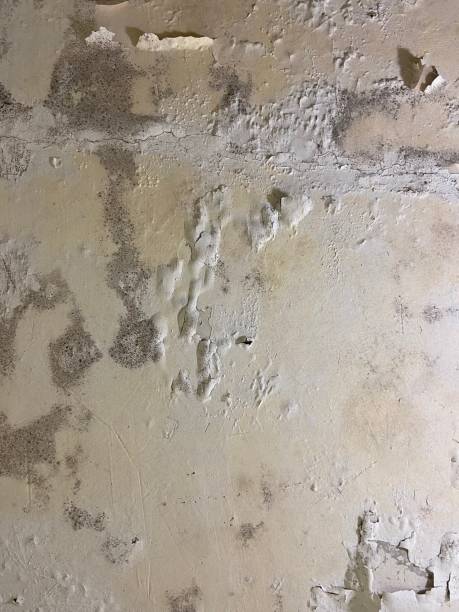 Best Mold Damage Repair  in Stilwell, OK