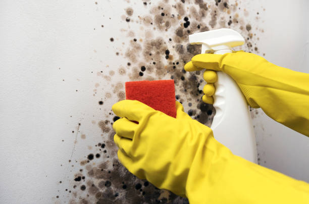 Best Commercial Mold Removal  in Stilwell, OK