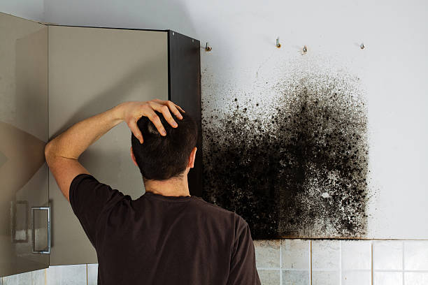 Best Attic Mold Removal  in Stilwell, OK