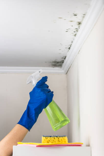 Best Black Mold Removal  in Stilwell, OK