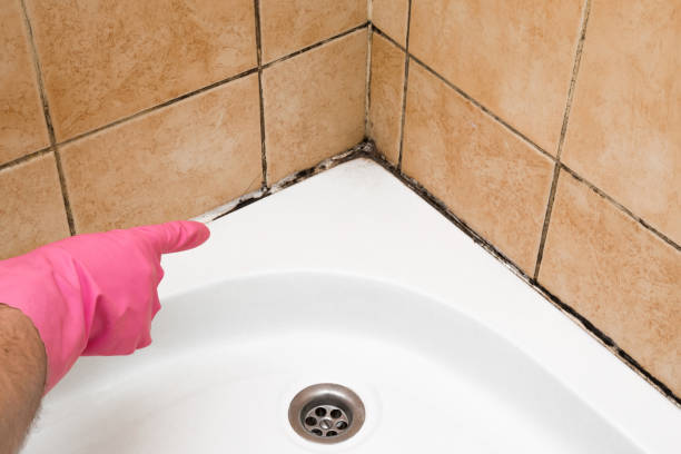 Best Professional Mold Removal  in Stilwell, OK